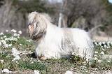 LHASSA APSO 051